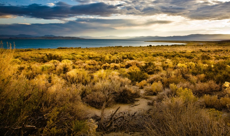 Rabbit Brush. Mono Lake